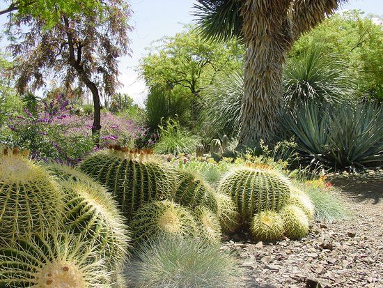 The Ruth Bancroft Garden